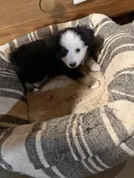 Tiny toy Domino blue eyes , a male Toy Australian Shepherd for sale in Winchester, VA – Photo 4 of 5