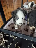 Jodi boy blue eyes Easter special, a male Toy Australian Shepherd for sale in Winchester, VA – Photo 2 of 2