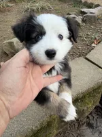 Tiny toy Domino blue eyes , a male Toy Australian Shepherd for sale in Winchester, VA – Photo 2 of 5