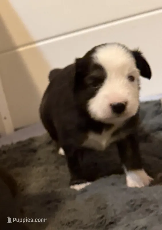 Jodi boy 1 – Toy Australian Shepherd puppy for sale in Winchester, VA