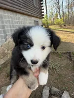 Tiny toy Domino blue eyes , a male Toy Australian Shepherd for sale in Winchester, VA – Photo 1 of 5
