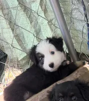 Tiny toy Jodi boy blue eyes Easter special, a male Toy Australian Shepherd for sale in Winchester, VA – Photo 1 of 2