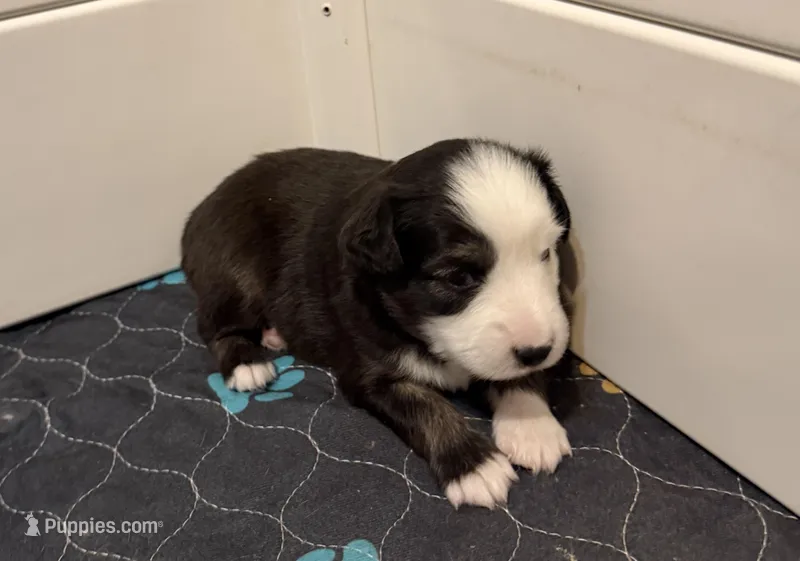 Jodi boy 1 – Toy Australian Shepherd puppy for sale in Winchester, VA