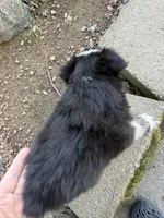 Tiny toy Domino blue eyes , a male Toy Australian Shepherd for sale in Winchester, VA – Photo 5 of 5