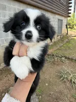 Tiny toy Blk bi Iris two blue eyes, a female Toy Australian Shepherd for sale in Winchester, VA – Photo 3 of 3