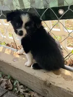 Tiny toy Blk bi McKinley/blue eye Easter special , a female Toy Australian Shepherd for sale in Winchester, VA – Photo 1 of 3