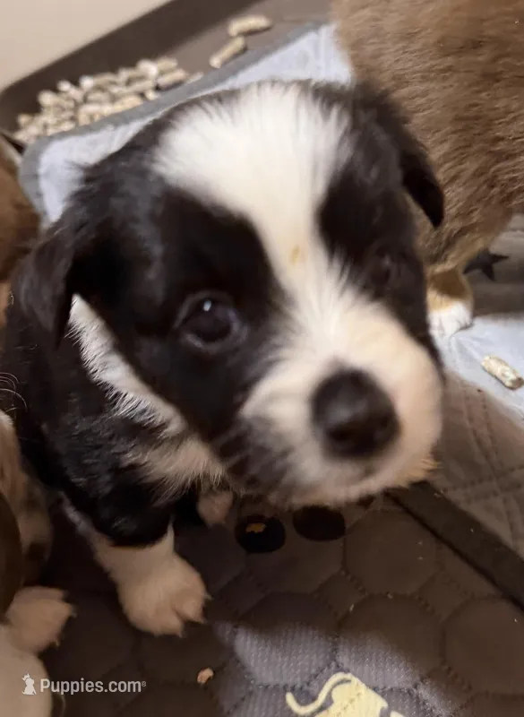 Blk bi McKinley  – Toy Australian Shepherd puppy for sale in Winchester, VA