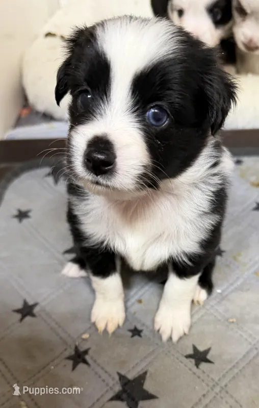 Blk bi McKinley  – Toy Australian Shepherd puppy for sale in Winchester, VA
