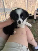 Tiny toy Blk bi McKinley/blue eye Easter special , a female Toy Australian Shepherd for sale in Winchester, VA – Photo 2 of 3