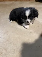 Tiny toy Blk bi Iris two blue eyes, a female Toy Australian Shepherd for sale in Winchester, VA – Photo 2 of 3