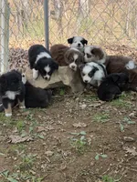 Tiny toy Blk bi McKinley/blue eye Easter special , a female Toy Australian Shepherd for sale in Winchester, VA – Photo 3 of 3