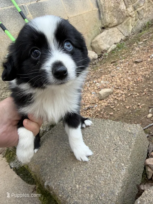 Tiny toy Blk bi Iris two blue eyes – Toy Australian Shepherd puppy for sale in Winchester, VA