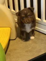 Maple red Tri , a female Miniature Australian Shepherd for sale in Winchester, VA – 1 of 5