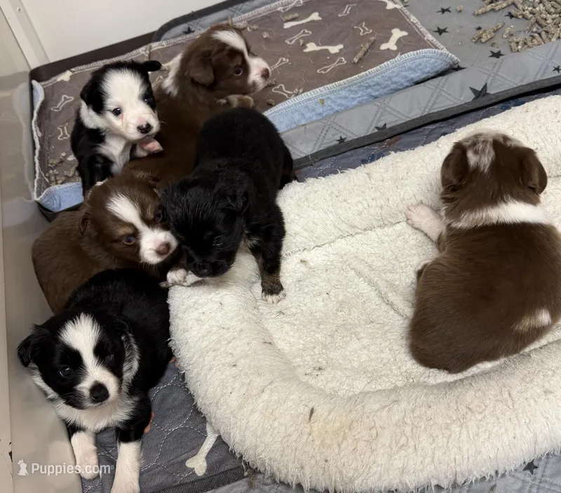 McKinley  – Toy Australian Shepherd puppy for sale in Winchester, VA
