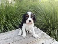 Lily, a female Cavalier King Charles Spaniel for sale in London, OH – 1 of 3