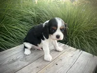 Ollie, a male Cavalier King Charles Spaniel for sale in London, OH – 2 of 3