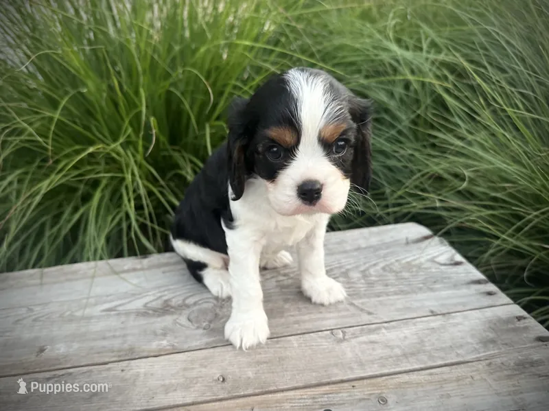 Ollie – Cavalier King Charles Spaniel puppy for sale in London, OH