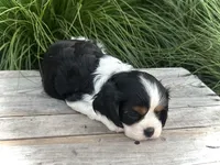 Ollie, a male Cavalier King Charles Spaniel for sale in London, OH – 3 of 3
