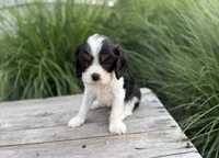 Lily, a female Cavalier King Charles Spaniel for sale in London, OH – 3 of 3