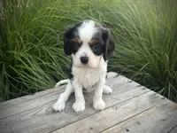 Ivy, a female Cavalier King Charles Spaniel for sale in London, OH – 2 of 3