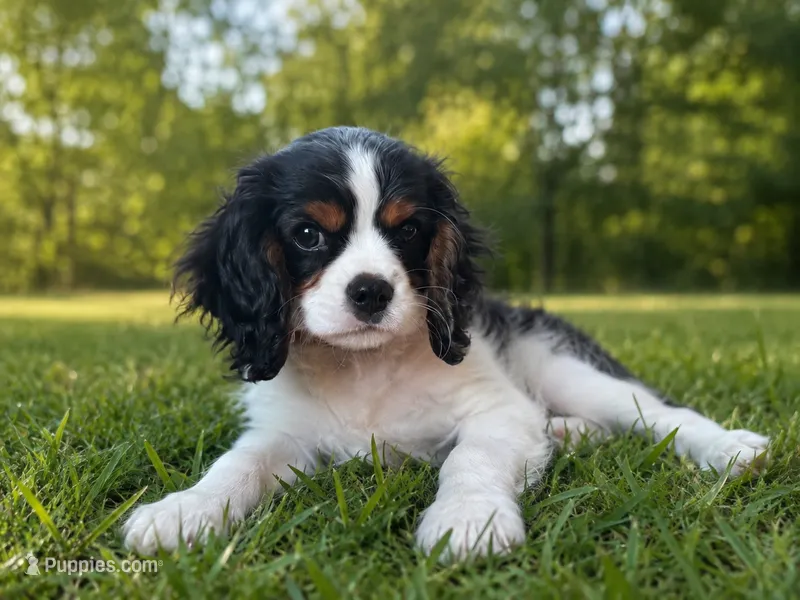 Ollie – Cavalier King Charles Spaniel puppy for sale in London, OH