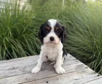 Lily, a female Cavalier King Charles Spaniel for sale in London, OH – 2 of 3