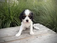 Ivy, a female Cavalier King Charles Spaniel for sale in London, OH – 3 of 3