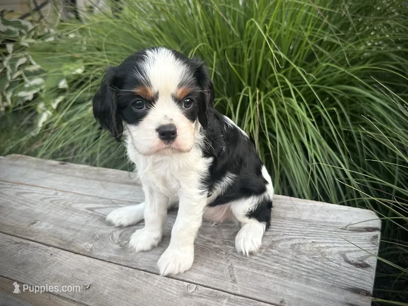 Ivy – Cavalier King Charles Spaniel puppy for sale in London, OH