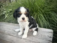 Ivy, a female Cavalier King Charles Spaniel for sale in London, OH – 1 of 3
