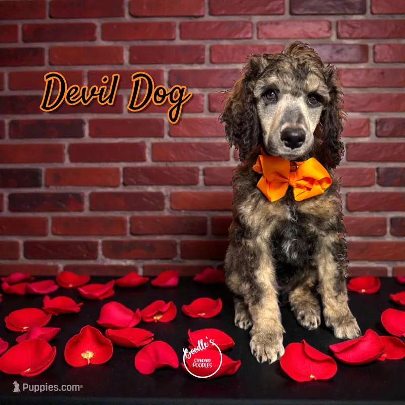 Devil Dog