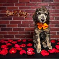 Devil Dog, a male Poodle - Standard  for sale in Pink Hill, NC – Photo 1 of 5