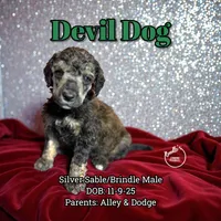 Devil Dog, a male Poodle - Standard  for sale in Pink Hill, NC – Photo 4 of 5
