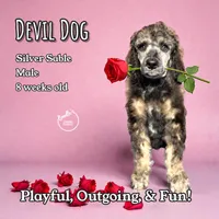 Devil Dog, a male Poodle - Standard  for sale in Pink Hill, NC – Photo 2 of 5
