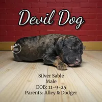 Devil Dog, a male Poodle - Standard  for sale in Pink Hill, NC – Photo 5 of 5