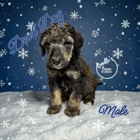 Devil Dog, a male Poodle - Standard  for sale in Pink Hill, NC – Photo 3 of 5