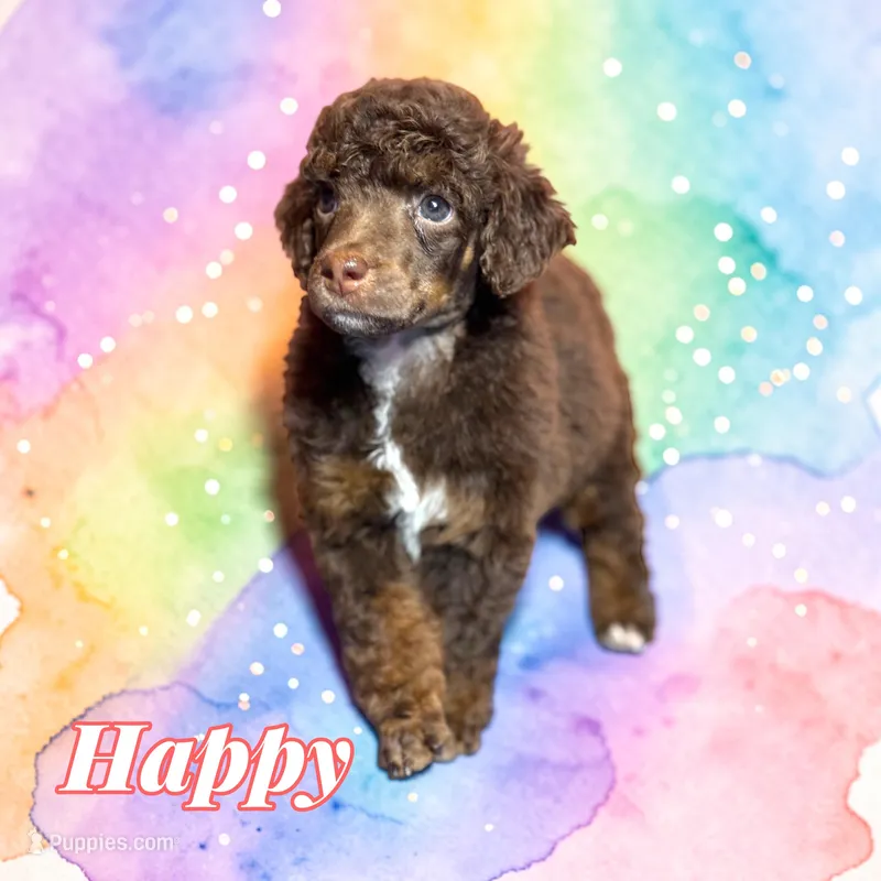 Happy – Poodle - Standard  puppy on hold in Pink Hill, NC
