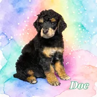 Doc, a male Poodle - Standard  for sale in Pink Hill, NC – Photo 1 of 5