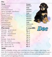 Doc, a male Poodle - Standard  for sale in Pink Hill, NC – Photo 5 of 5