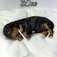 Doc, a male Poodle - Standard  for sale in Pink Hill, NC – Photo 4 of 5