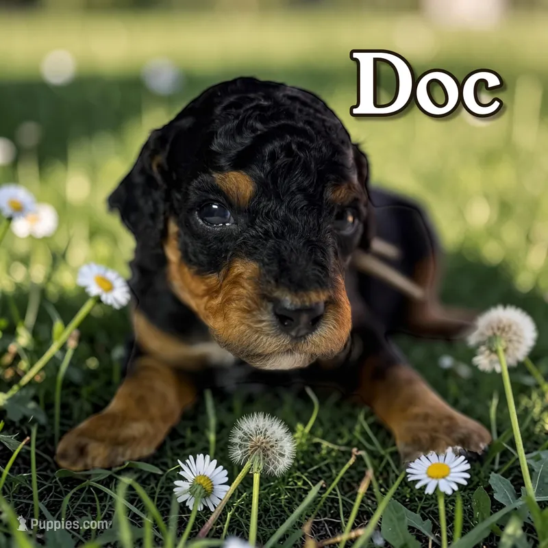 Doc