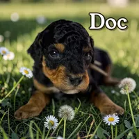 Doc, a male Poodle - Standard  for sale in Pink Hill, NC – Photo 3 of 5