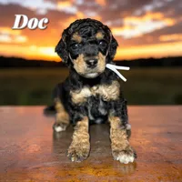 Doc, a male Poodle - Standard  for sale in Pink Hill, NC – Photo 2 of 5