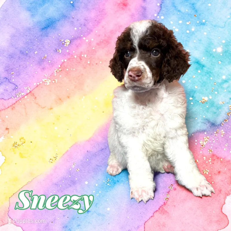 Sneezy – Poodle - Standard  puppy on hold in Pink Hill, NC