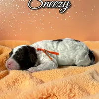 Sneezy, a male Poodle - Standard  for sale in Pink Hill, NC – Photo 4 of 4