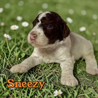 Sneezy, a male Poodle - Standard  for sale in Pink Hill, NC – Photo 3 of 4