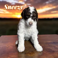 Sneezy, a male Poodle - Standard  for sale in Pink Hill, NC – Photo 2 of 4