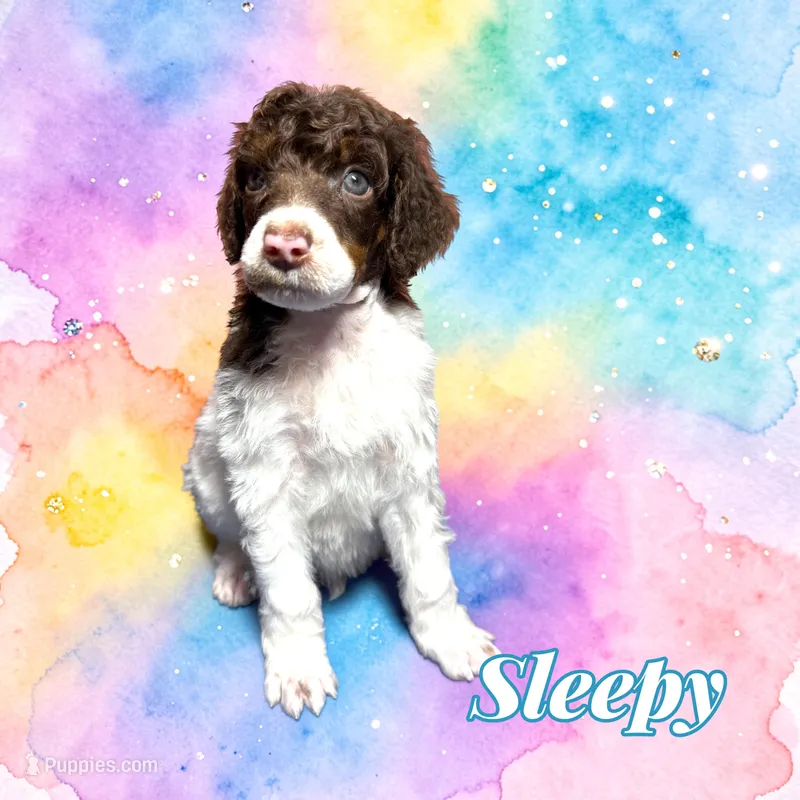 Sleepy – Poodle - Standard  puppy on hold in Pink Hill, NC
