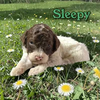 Sleepy, a male Poodle - Standard  for sale in Pink Hill, NC – Photo 3 of 4
