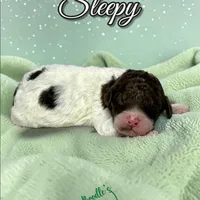 Sleepy, a male Poodle - Standard  for sale in Pink Hill, NC – Photo 4 of 4