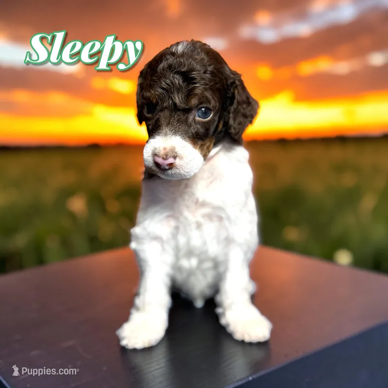 Sleepy – Poodle - Standard  puppy for sale in Pink Hill, NC